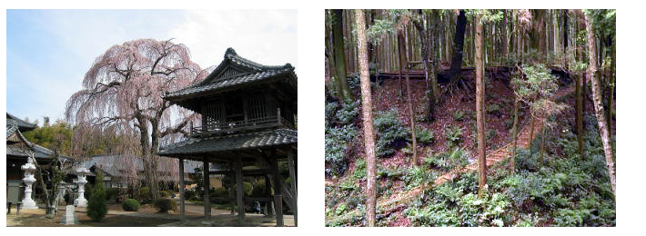 阿弥陀寺の桜