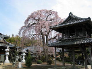 阿弥陀寺の桜