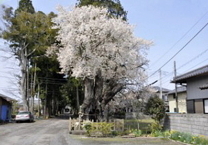 額田神社の桜