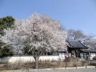 毘盧遮那寺